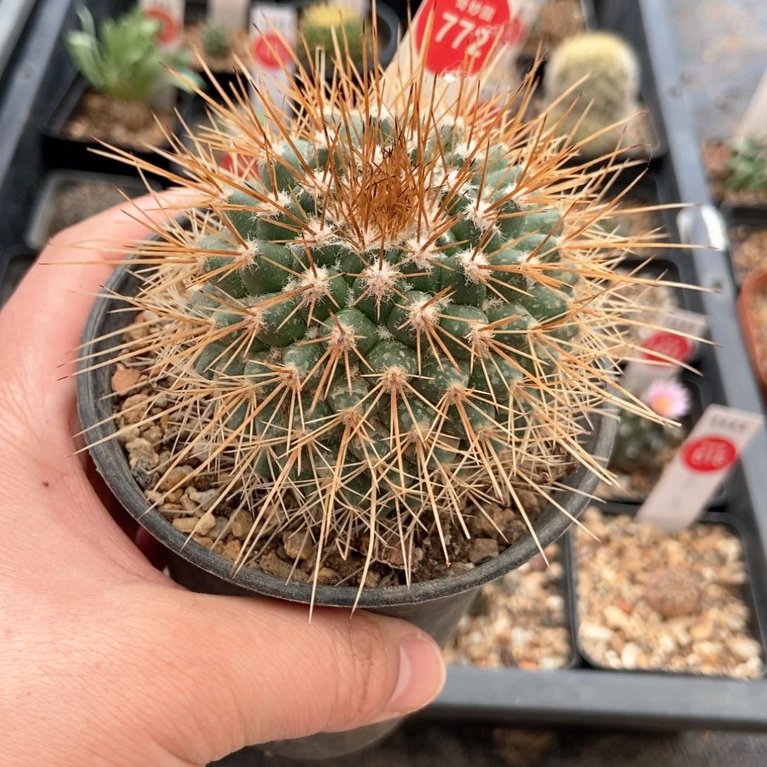 实生狂刺球6.6cm一棵仙人球