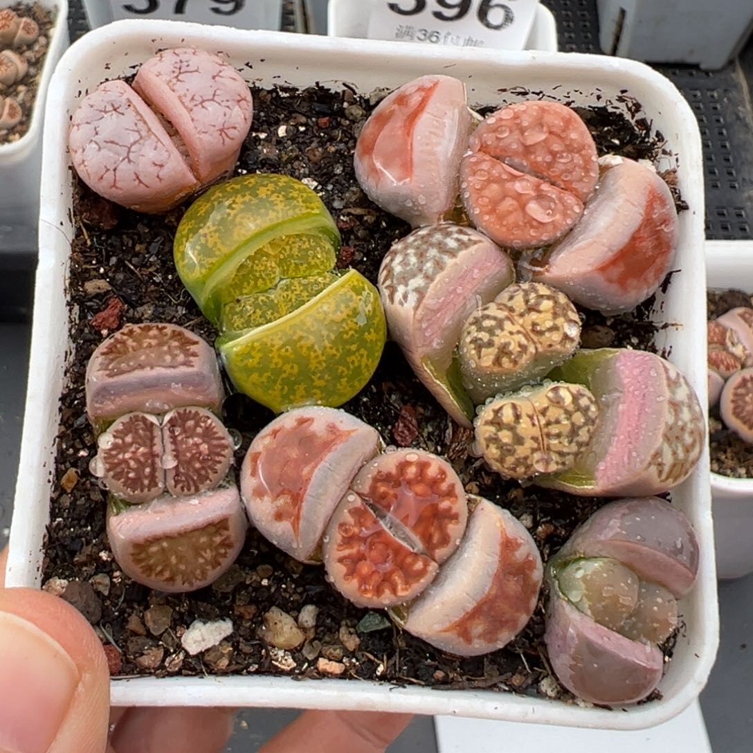 2.20好看的多肉676