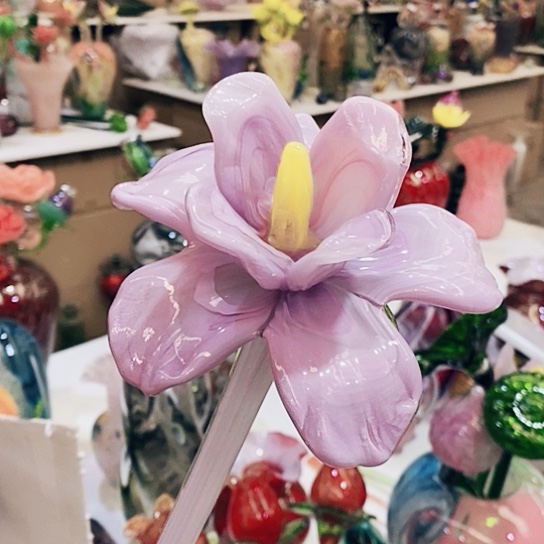 琉璃牡丹不夜光花高40厘米