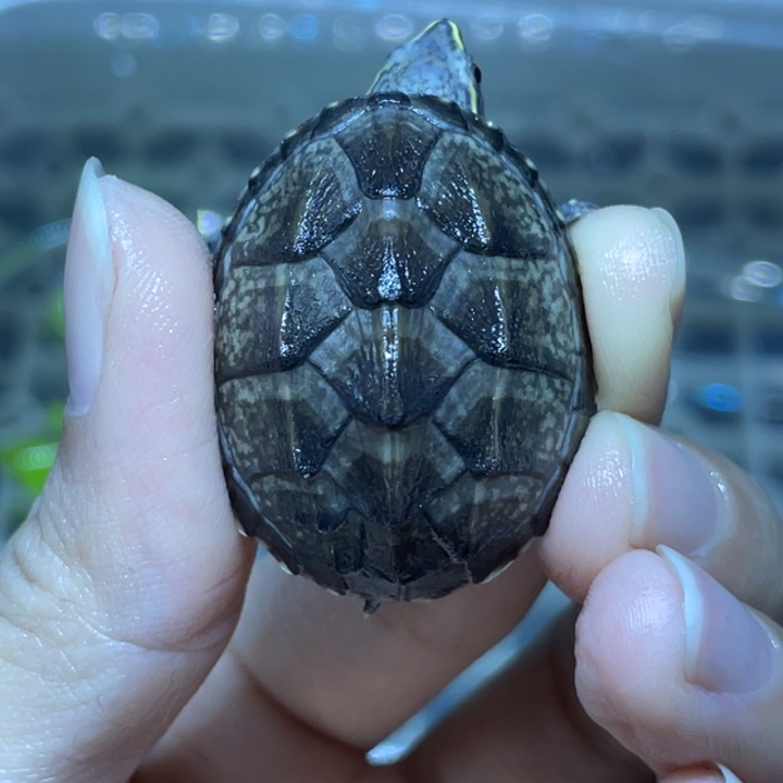 ****月蛋龟不分公母麝香麝香麝香麝香
