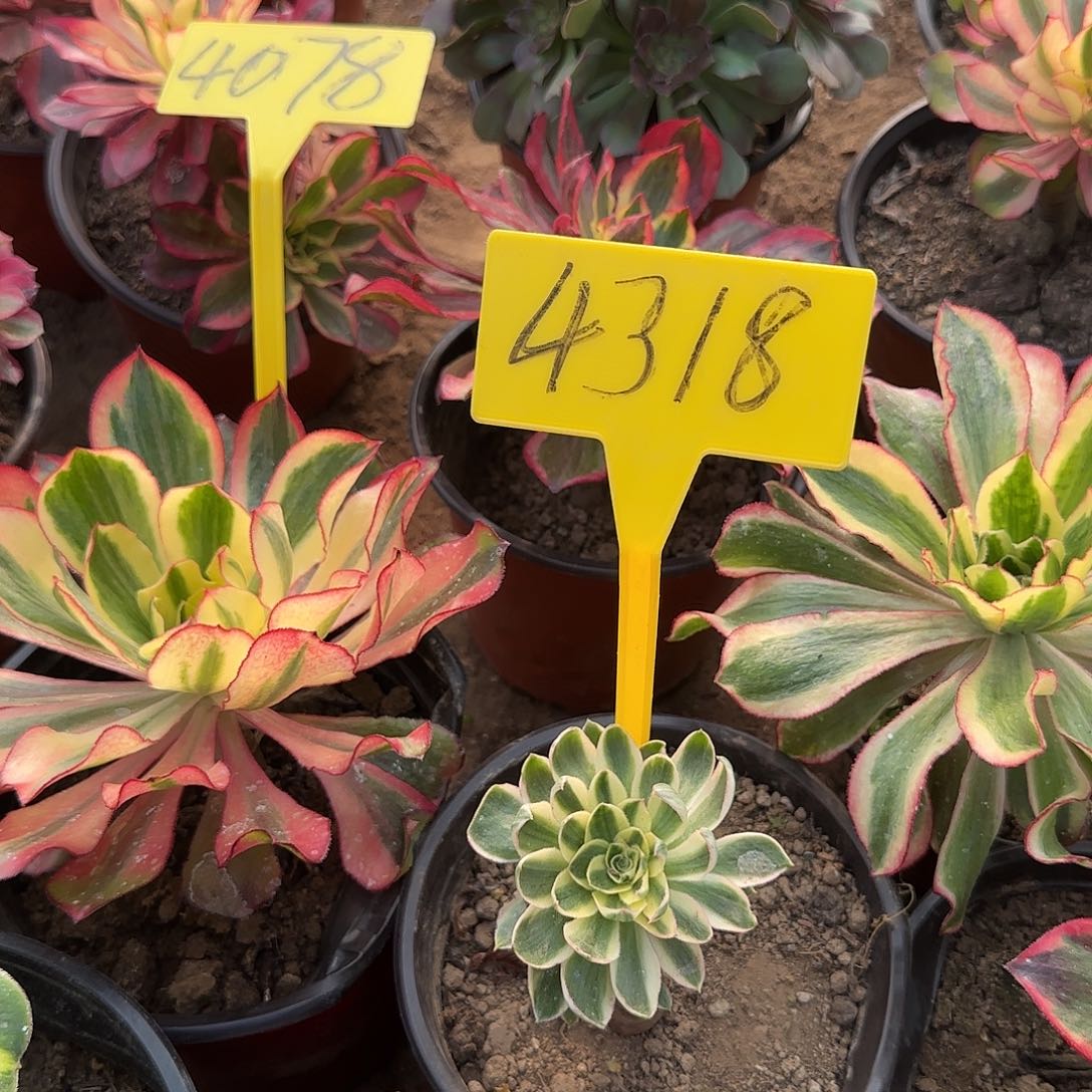 健***乐4318---+青莲多肉植物