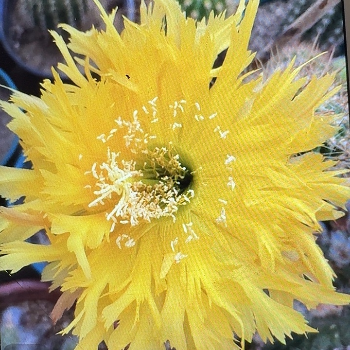 黄锯齿侧芽5公分左右毛花柱（满20包邮）