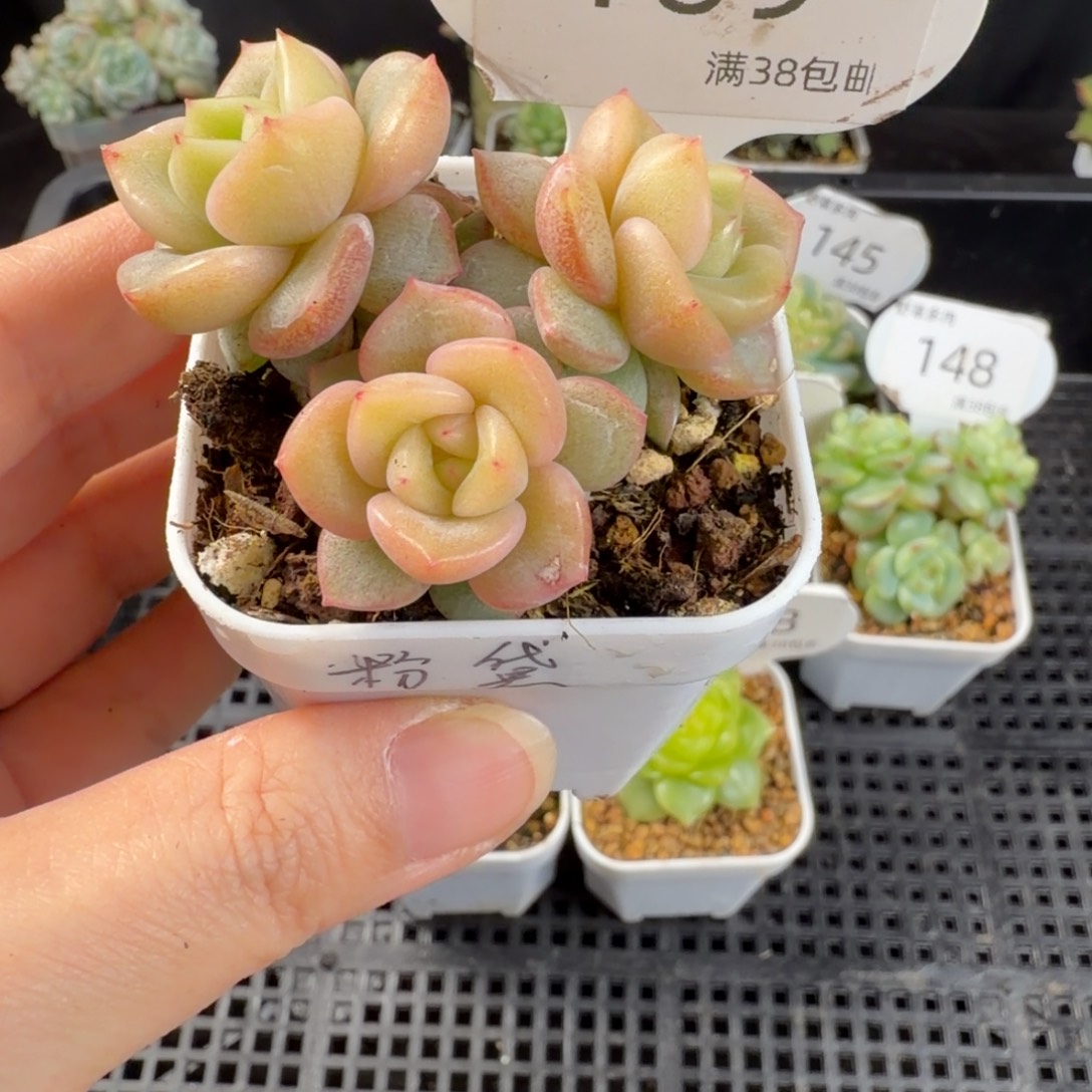 粉黛珍妮三头群169号