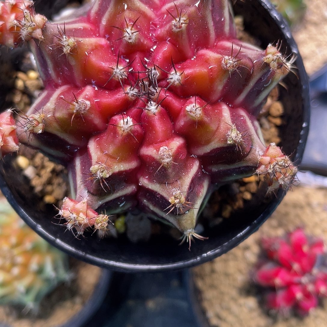 1-257名品beloved 母本6.2厘米