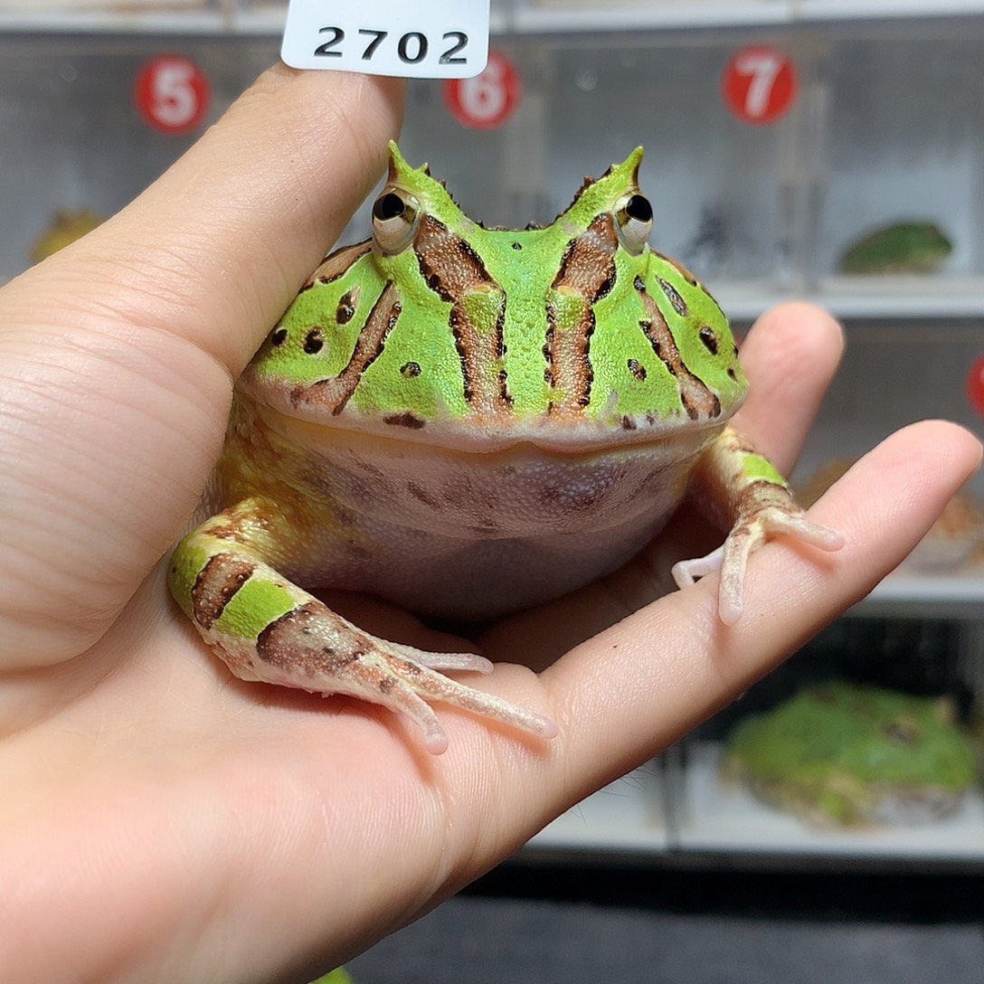 阿***说角蛙2702大蝴蝶蝴蝶