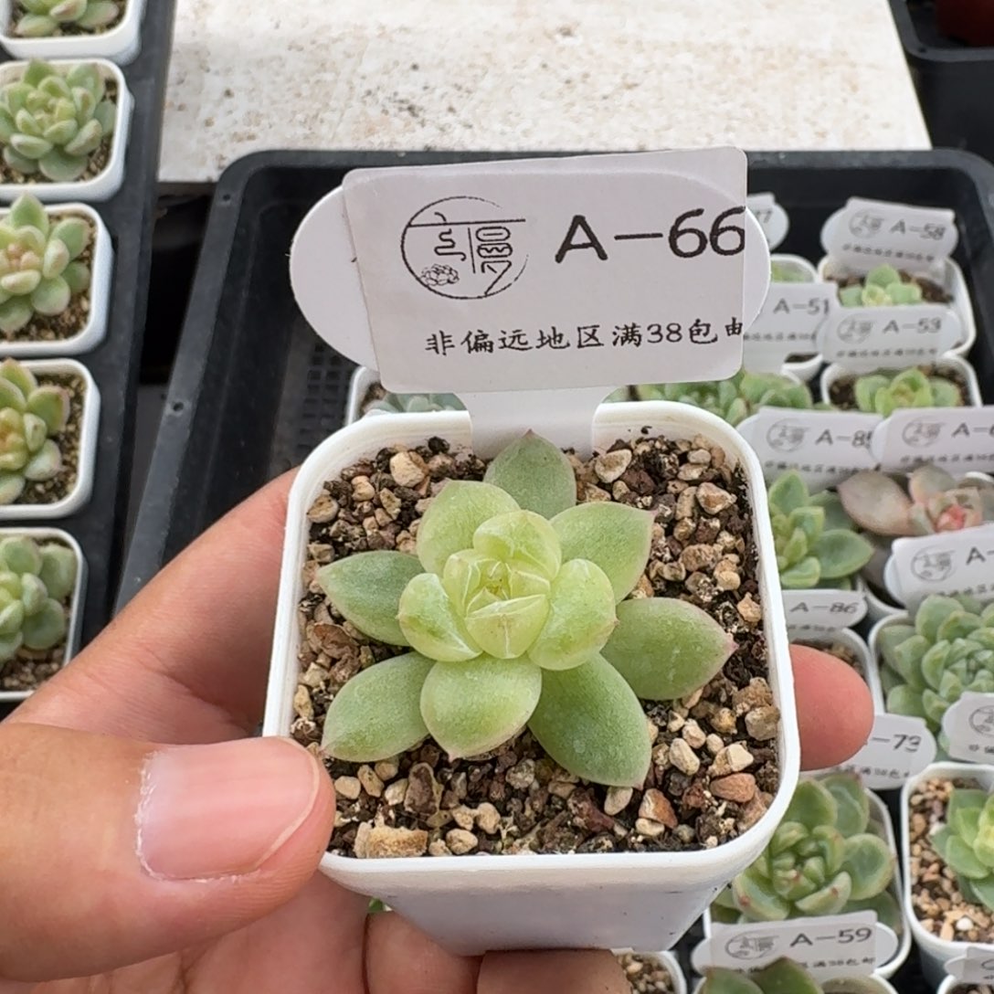 丫***头云慢花坊优选杂交一物一拍