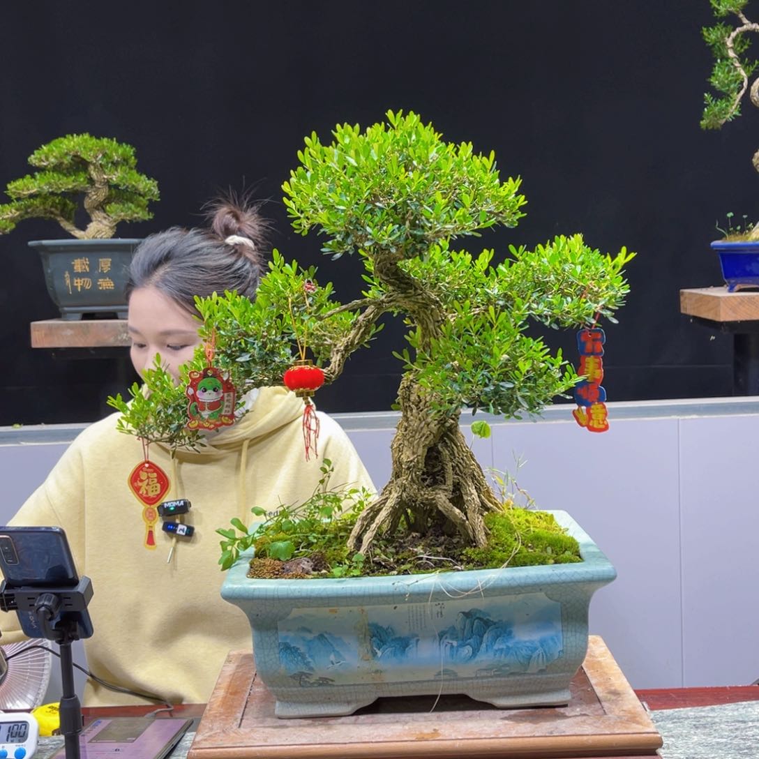 四季常青翠绿黄杨盆景