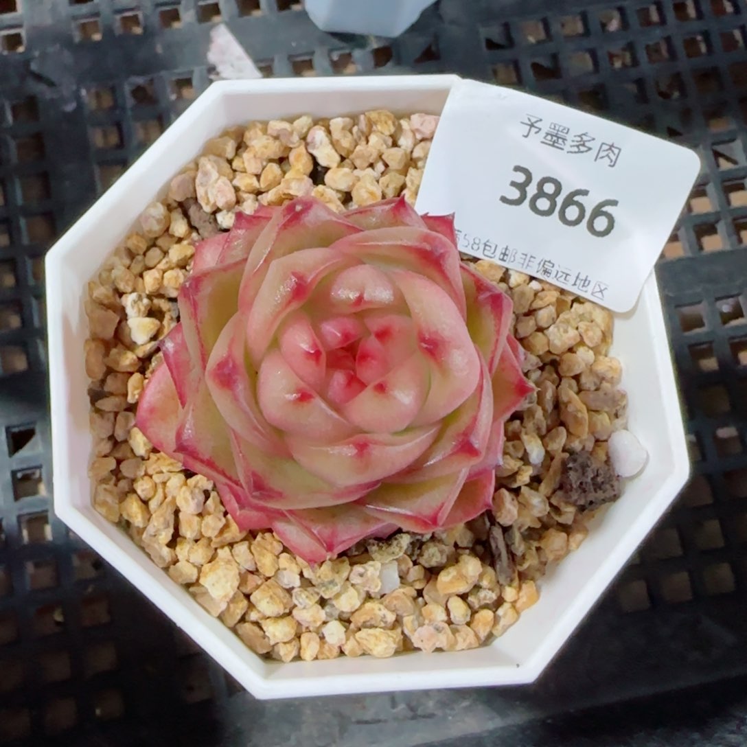 樱桃珍妮，3866多肉