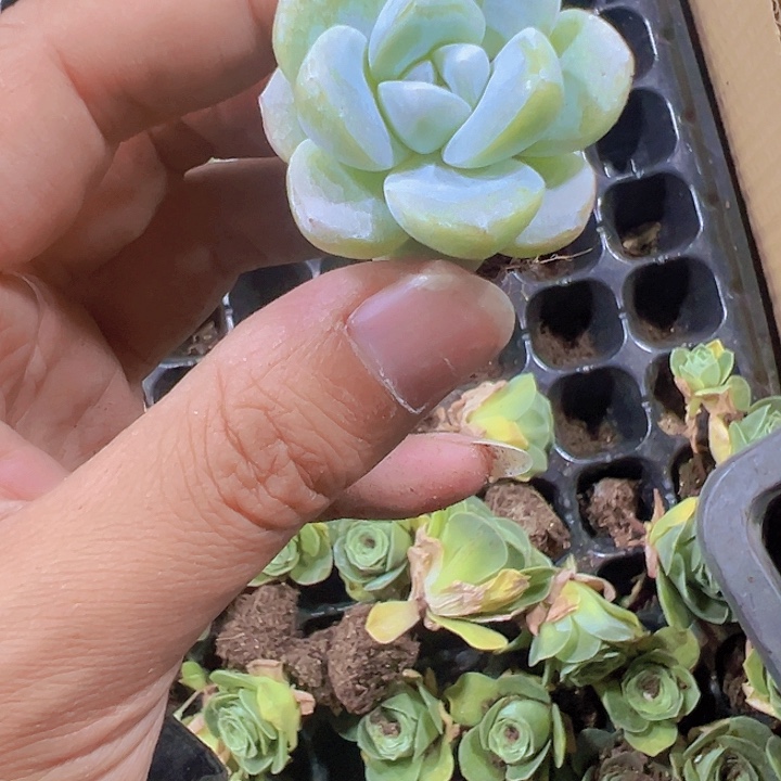 冰玉精品多肉植物