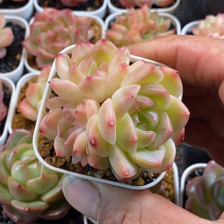 天官赐福百无禁忌