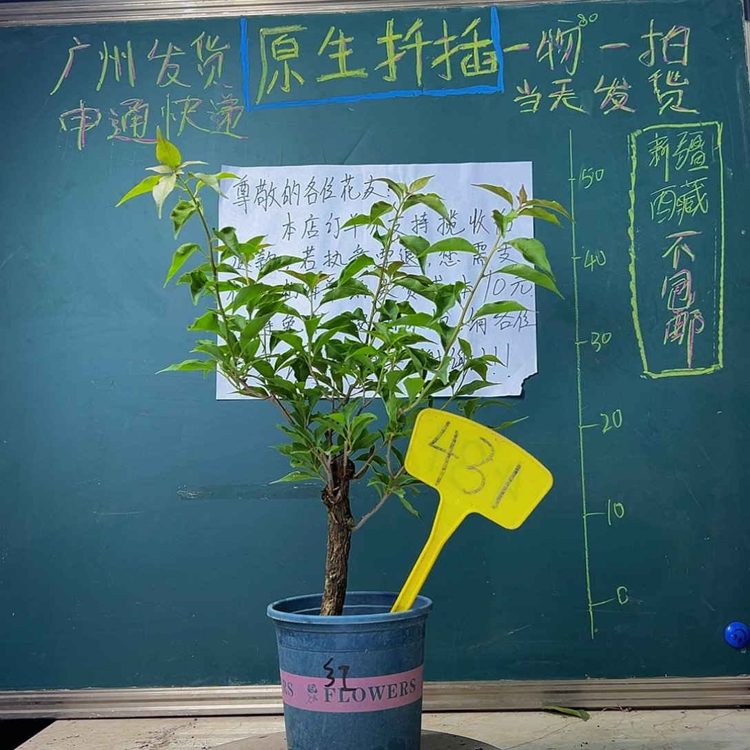 当前无花栽培后可以开花 热火桑巴 粗杆 431