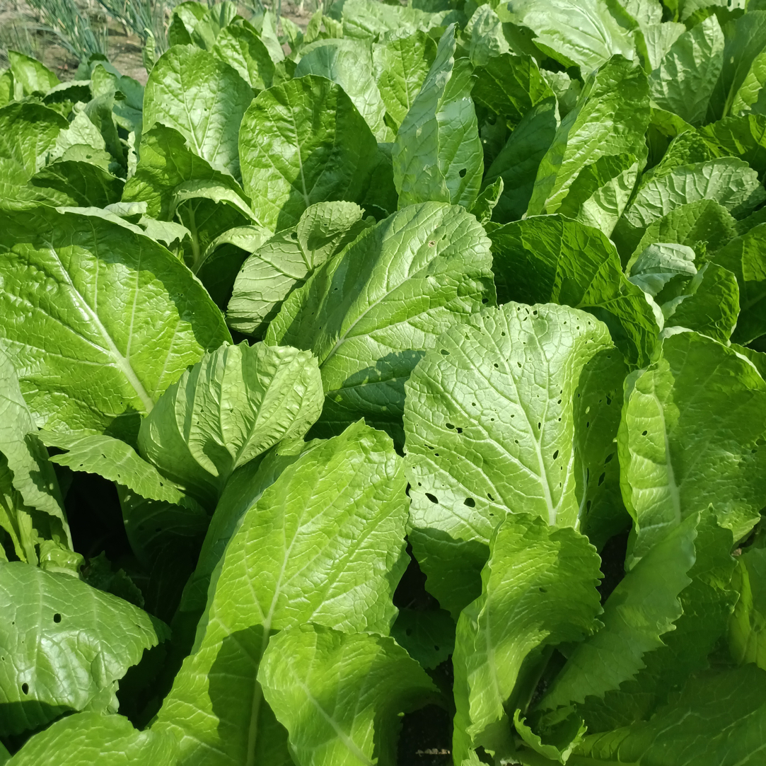潮汕油菜和春菜混合