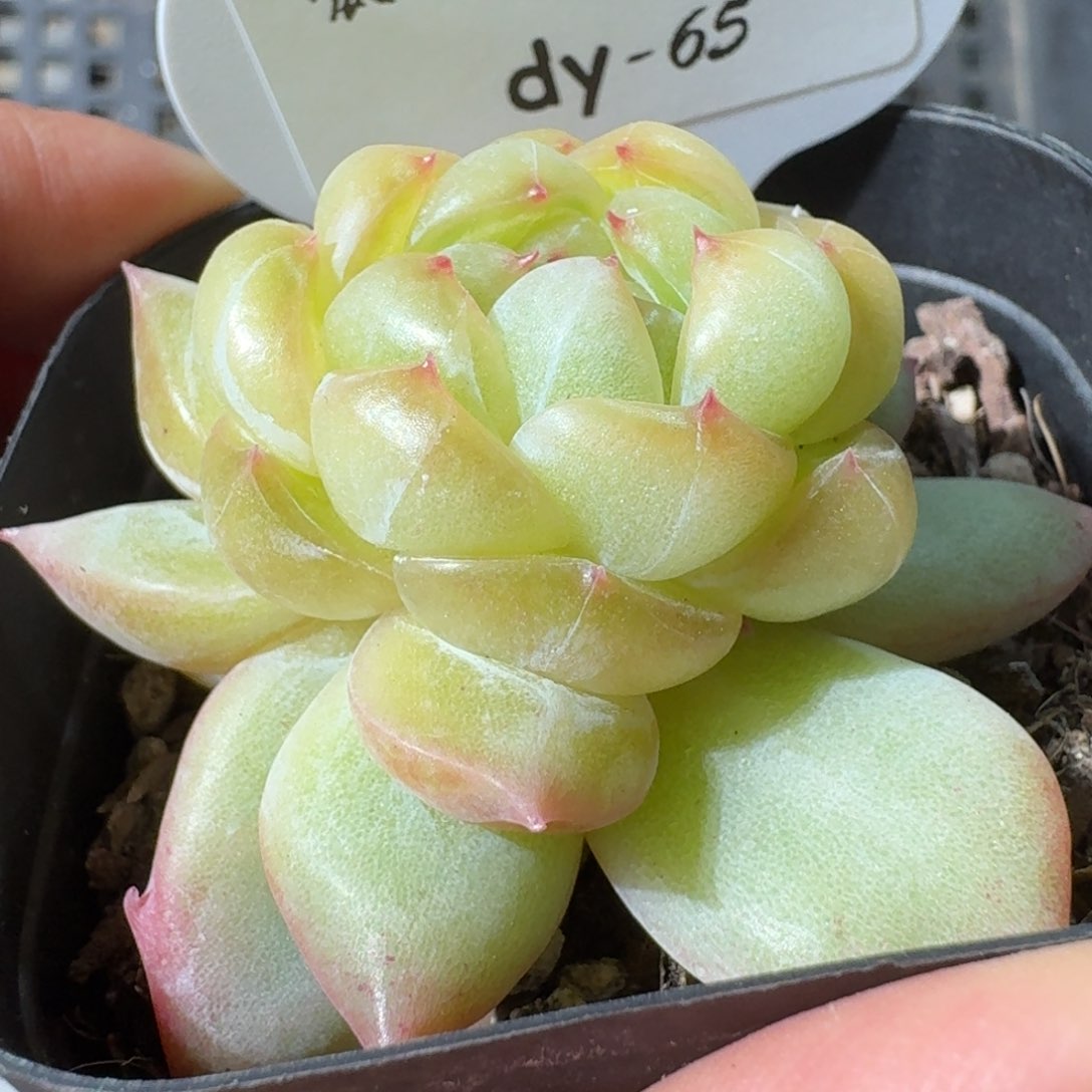 0125-065-海洋之星a