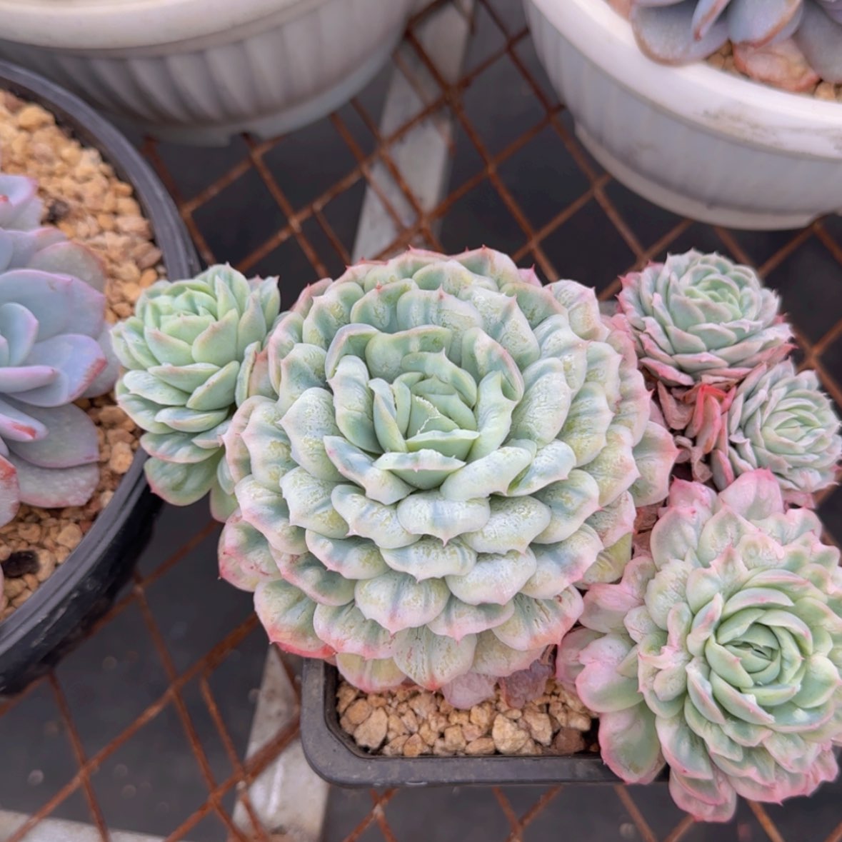 【闪购商品】老桩多头泡泡纱裙49.9