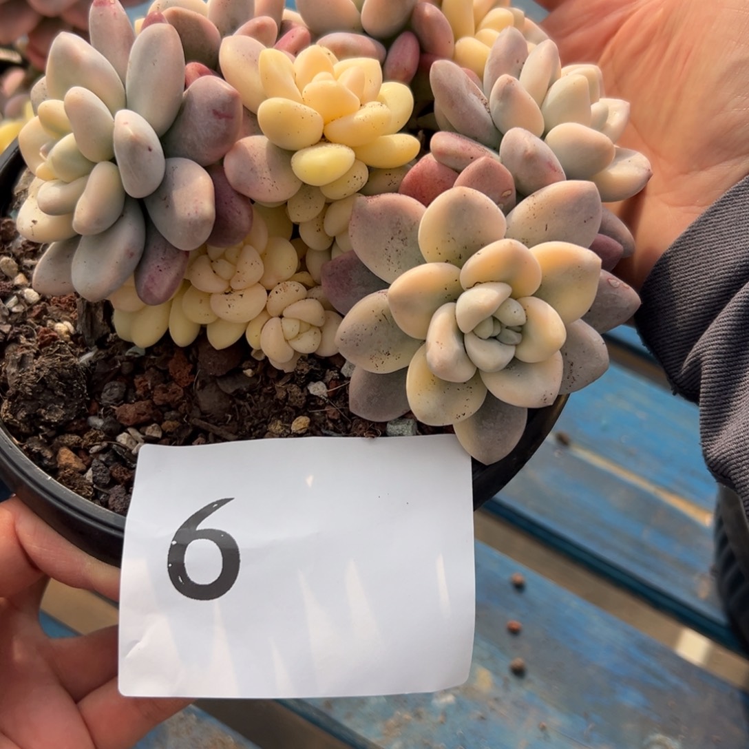 七***块6、gzxgcgchhj和香港代购