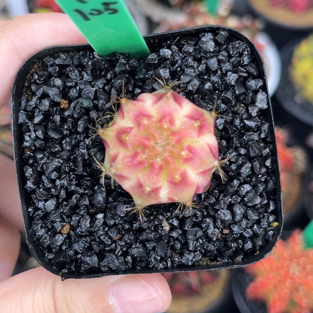 泰系测牙皮色球H105