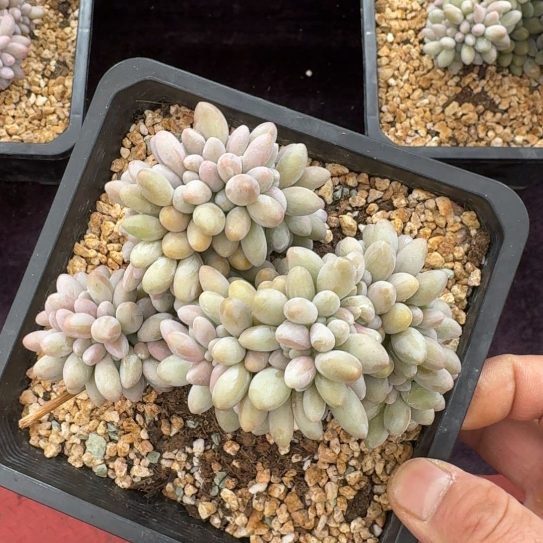 13厘米的尺寸一物一拍的