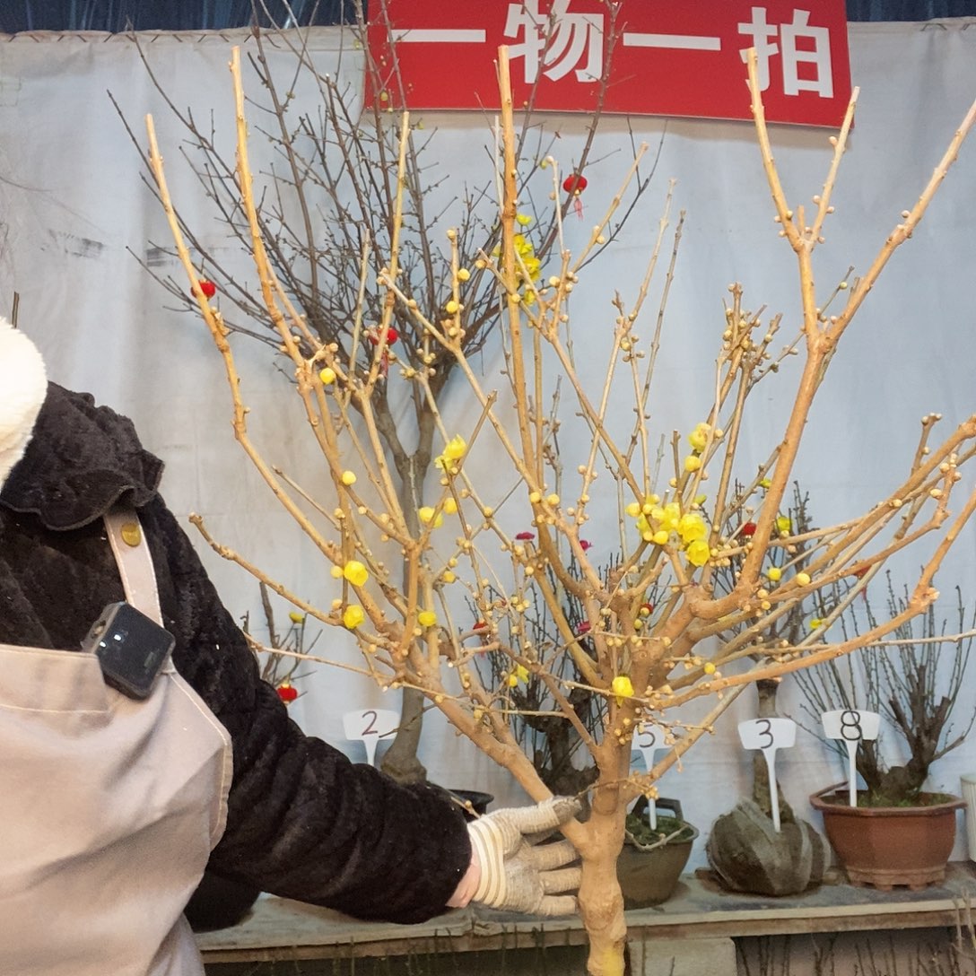 完全开放高杆腊梅木架发