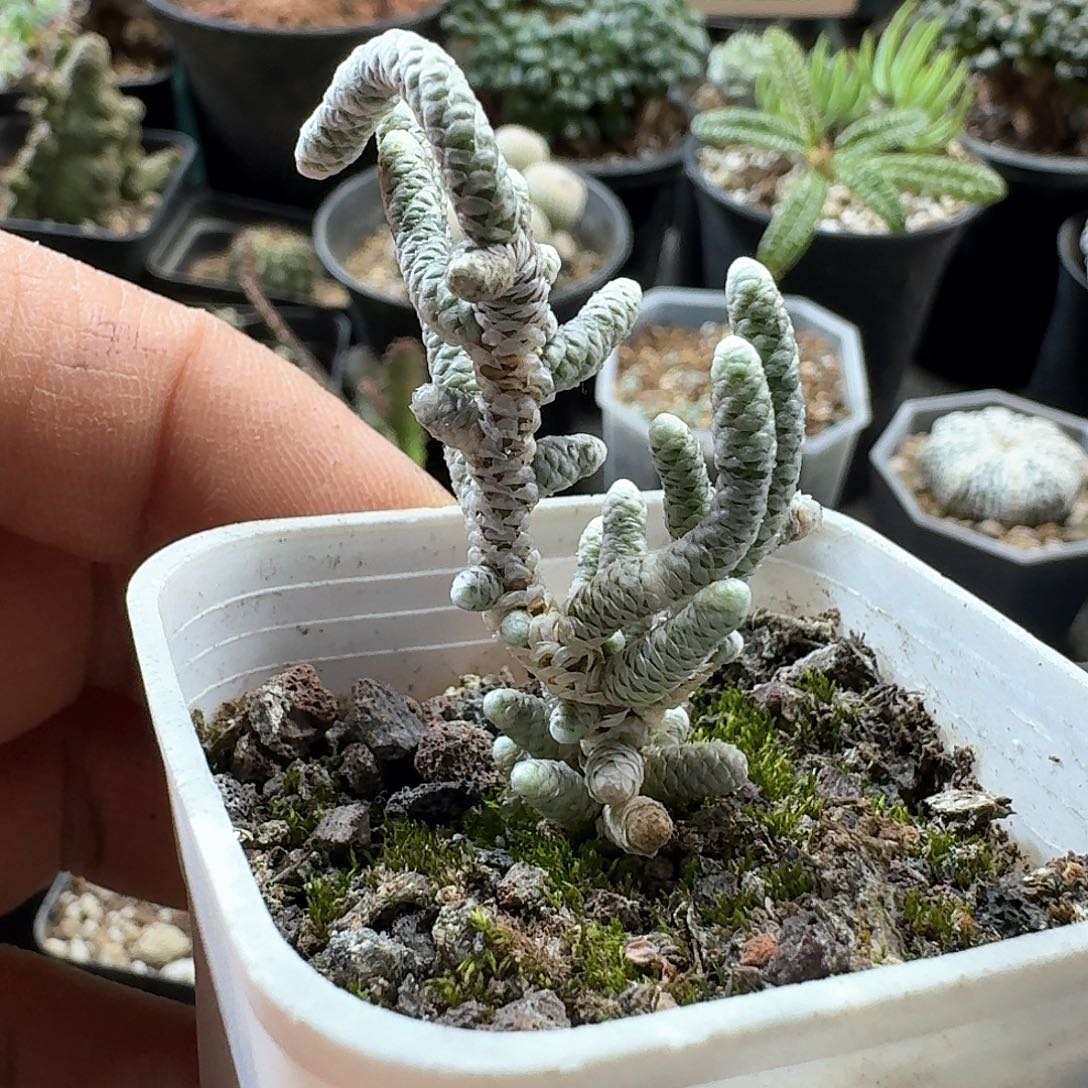 137银蚕带盆发货