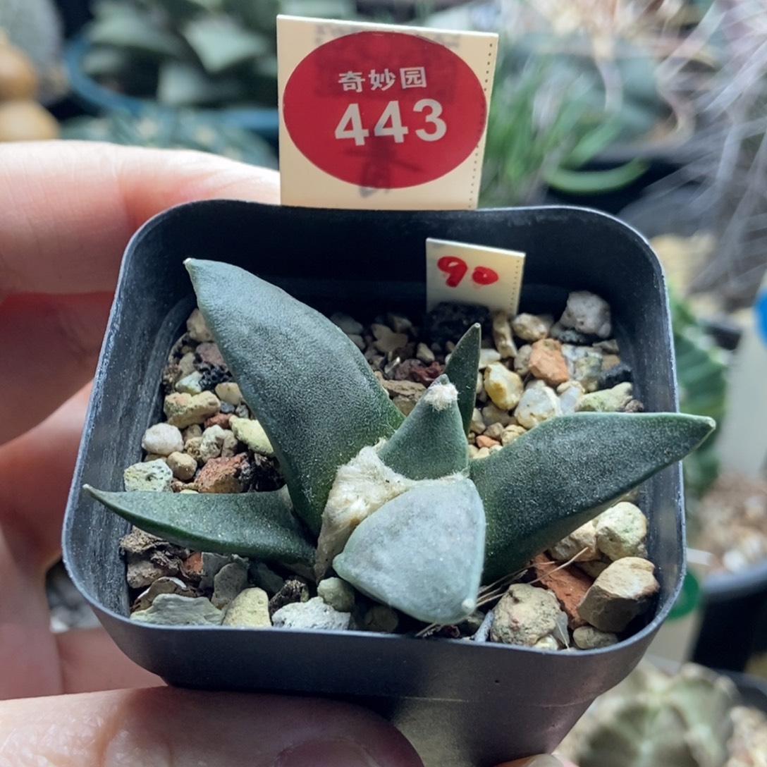 实生青瓷牡丹一颗仙人球