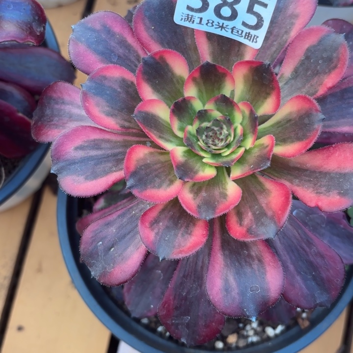 385烟花掌心多肉法师锦