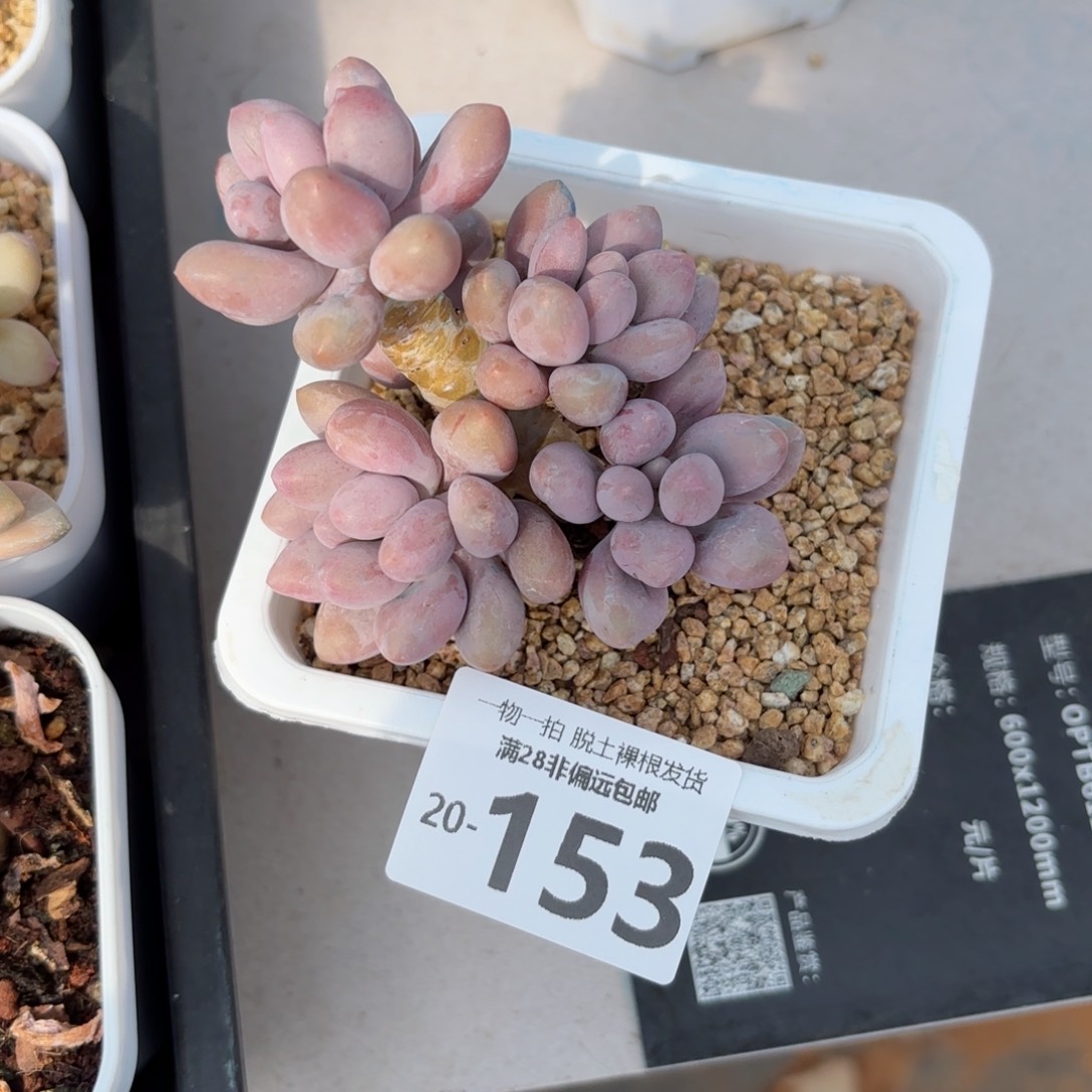 汤圆群多肉多肉多肉