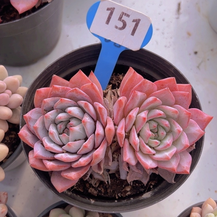 健健康康平平安安