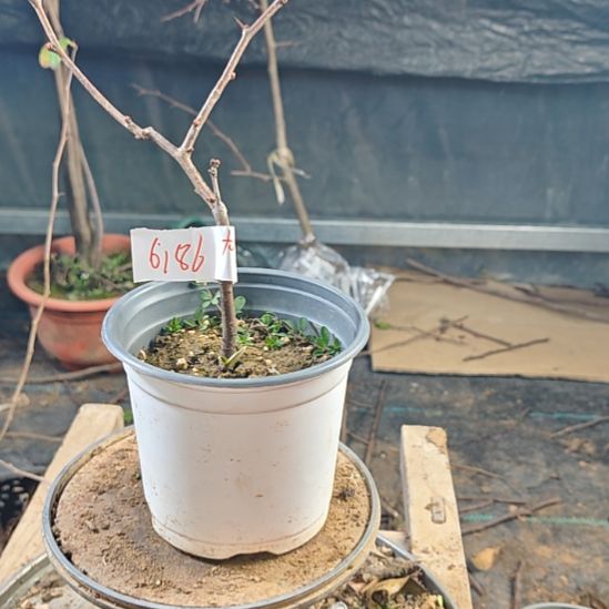 用***5无花朵漂亮好看好看