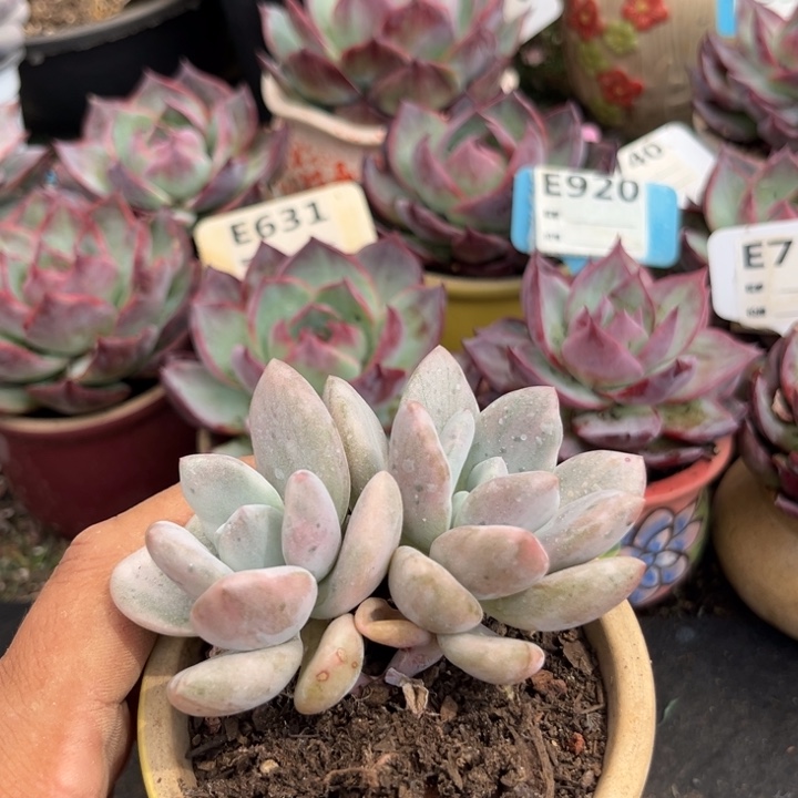 奥普锦多肉植物的种类