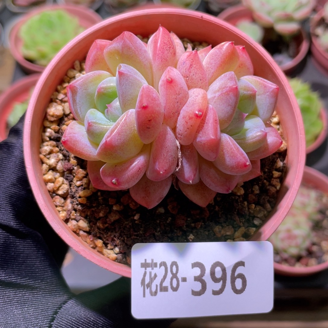 花利美28-396冰糖