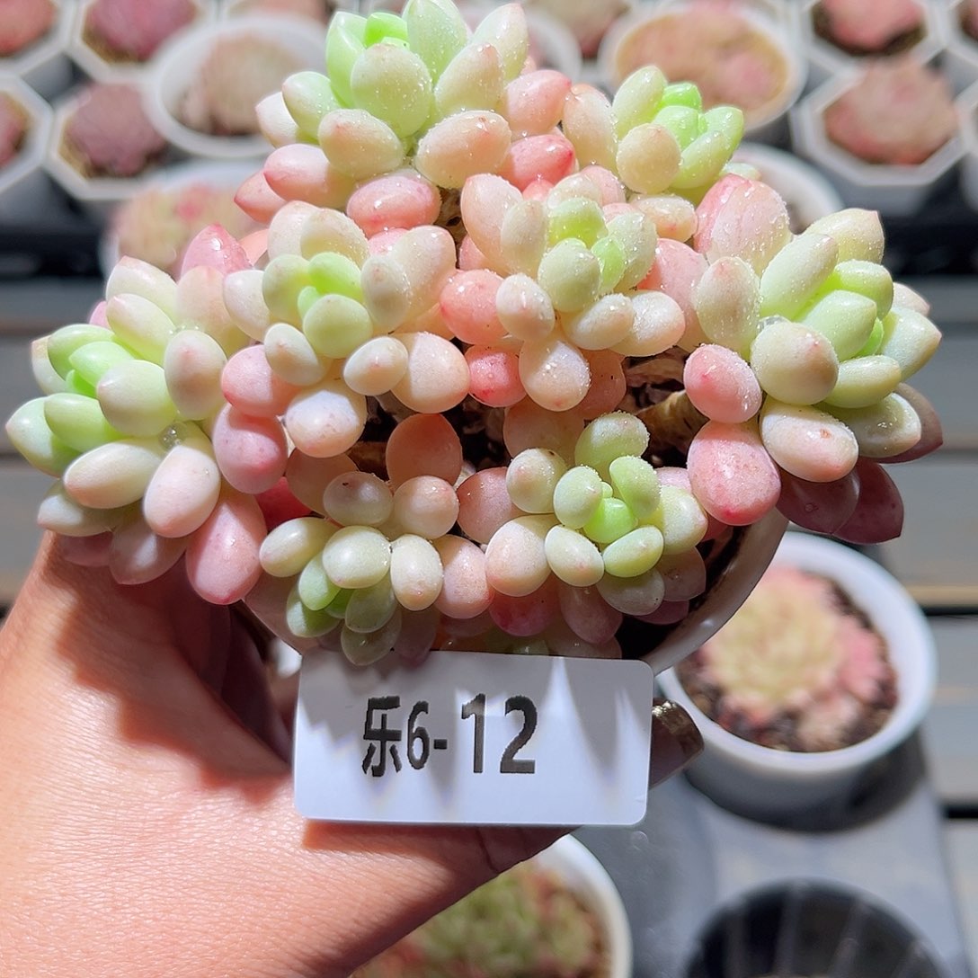 乐6-12 洛可可群不包整