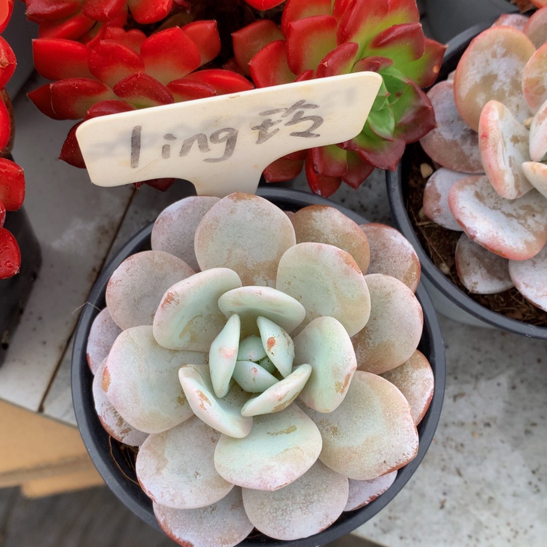 多日植物ywywywuwuwuwu