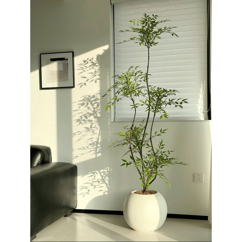 南天竹大型盆栽一物一拍南天竺老桩绿植室内客厅植物庭院造景日式