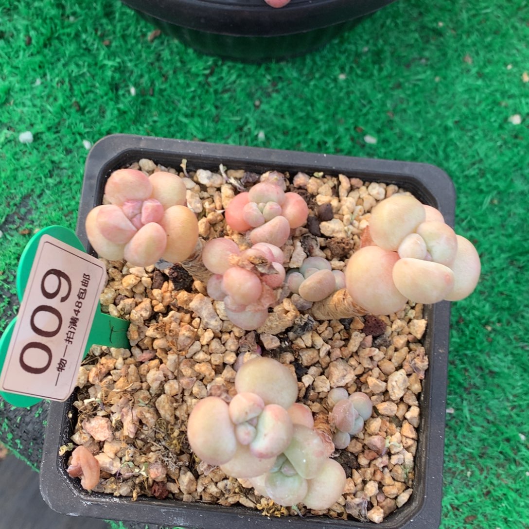 泡泡糖老桩开播福利