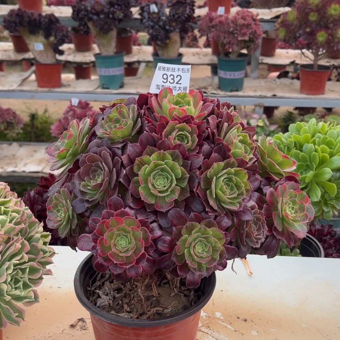 932七彩玫瑰 多肉植物法师