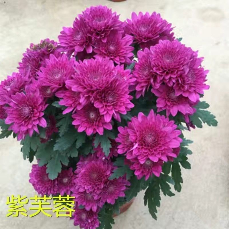 【带花苞发货】紫芙蓉  菊花盆栽多年生耐寒耐热好养绿植花卉