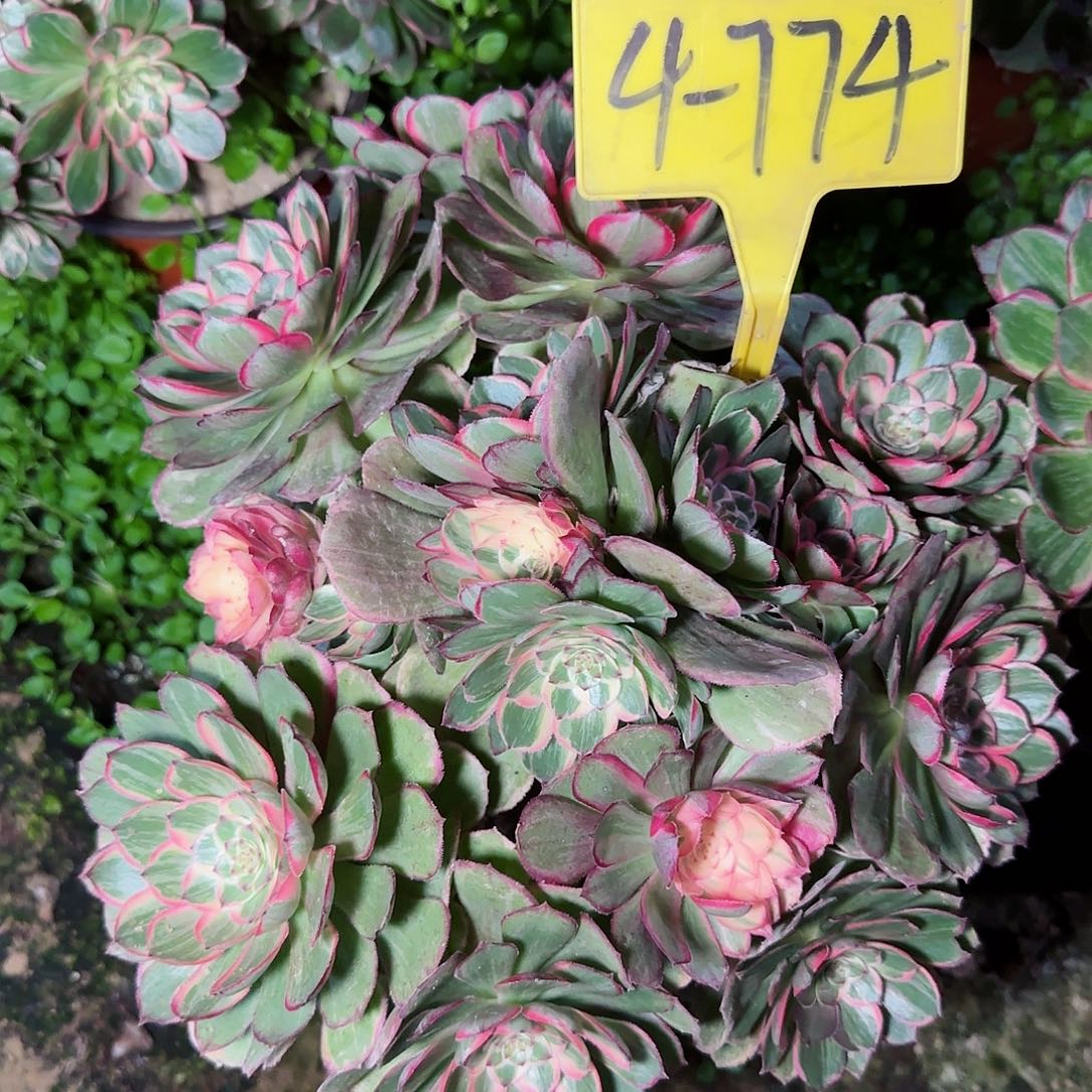 菩****处4-774---多头多肉植物莲花座