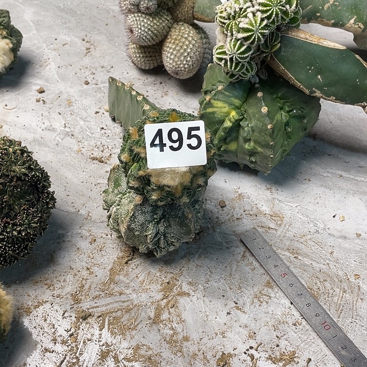 完全开放495哥斯拉