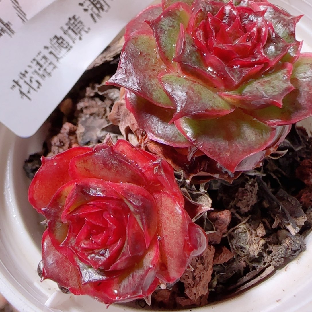 花语多肉1211-147青轮