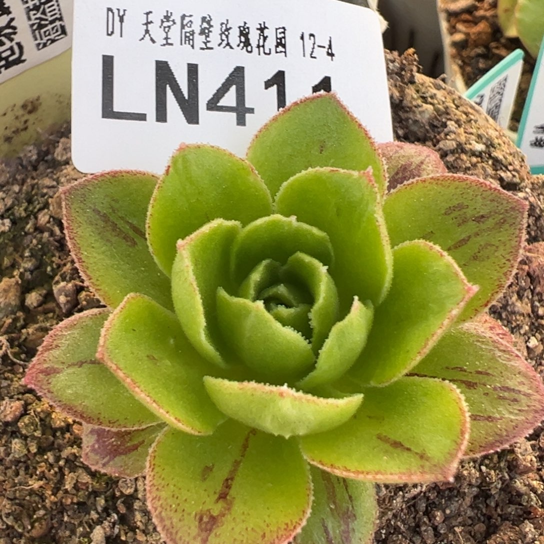 LN411冰虚龙魄-厚叶珠体