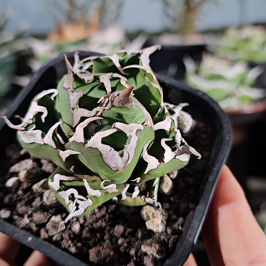 魔丸   85折后价  7公分