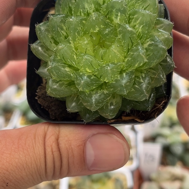 181翠云锦发发发发发发