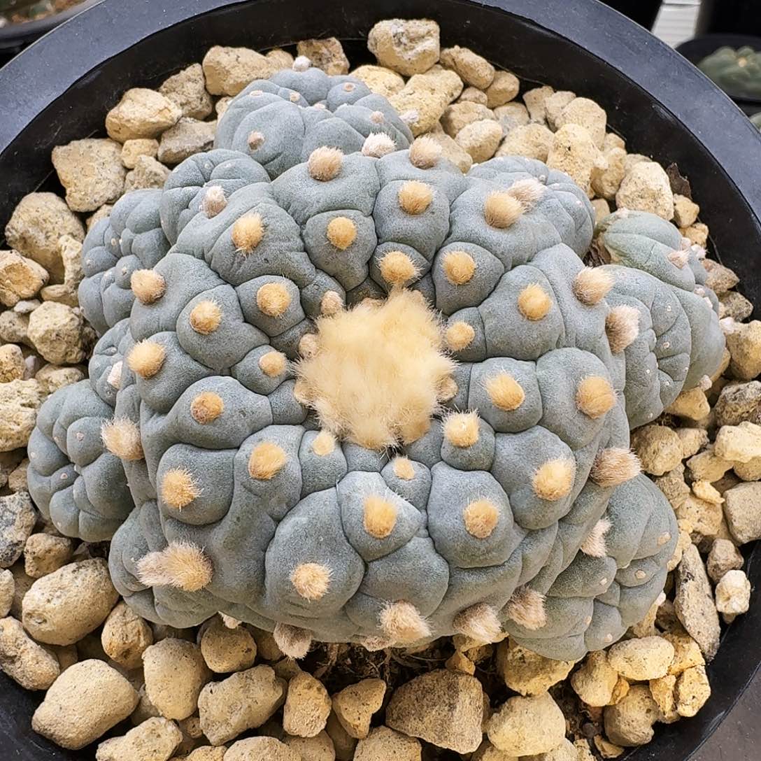 实生蓝白肌鲜10cm08011