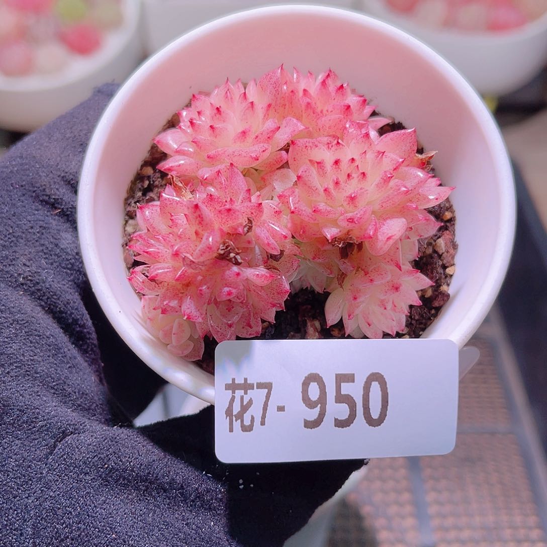 花利美7-950麦秆