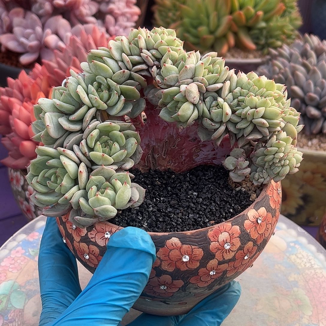 蓝眼睛树一物一拍