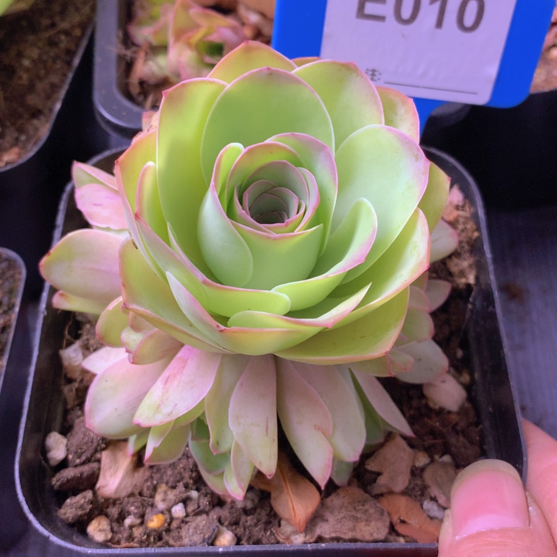 一物一拍星辰福利010