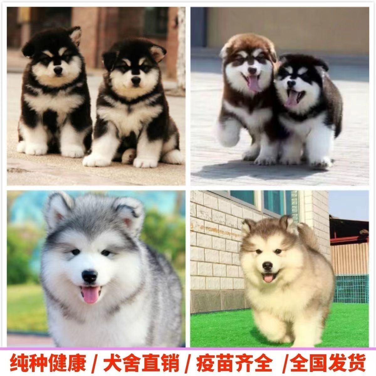 纯种金毛哈士奇柯基秋田柴犬边牧巴哥法斗萨摩耶德牧幼犬宠物狗狗