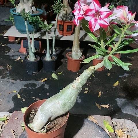 【闪购商品】无花朵（****云