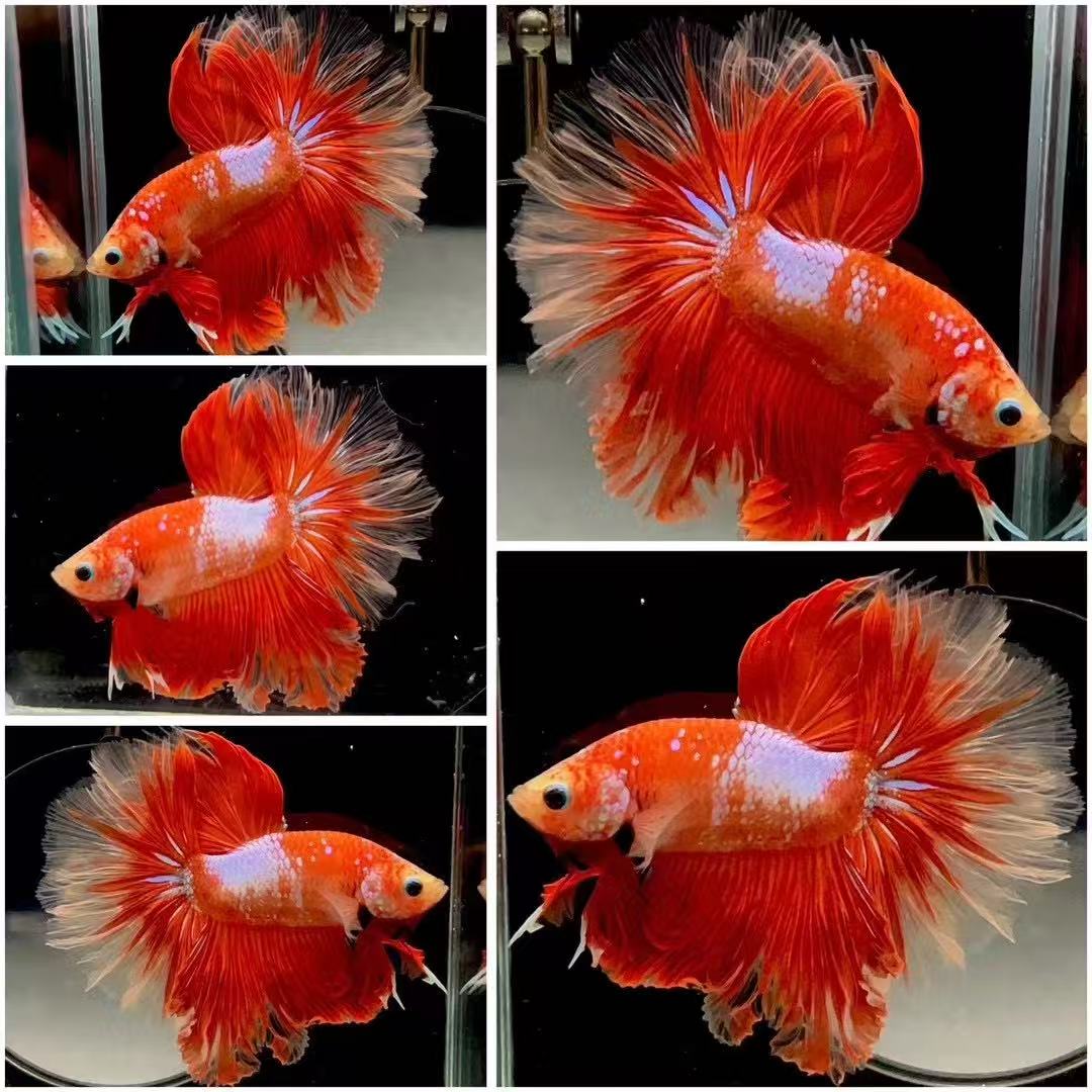 (第14版)直播选鱼328~351好养耐活的半月斗鱼婚纱热淡水观赏鱼