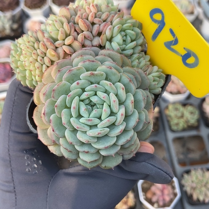 920白胖子缀多肉植物保护